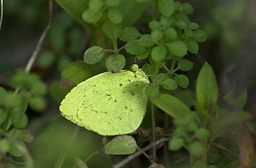 地表近くにとまったキチョウ