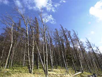 強風をうけるカラマツ