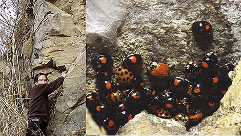 テントウムシの越冬地