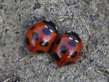 ナナホシテントウの越冬