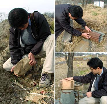 モンシロチョウの蛹さがし