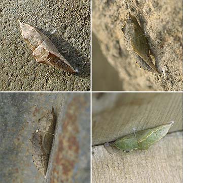 見つかったモンシロチョウの蛹