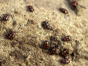 ヨツボシテントウダマシの越冬