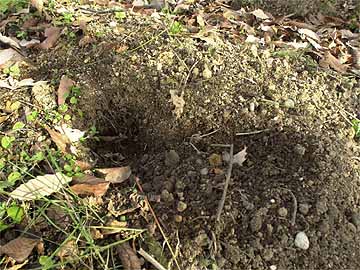 チューリップの花壇に侵入者のあと