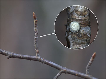 メスアカミドリシジミの卵