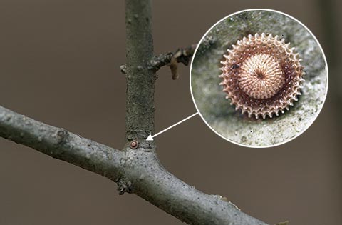 ウラゴマダラシジミの卵