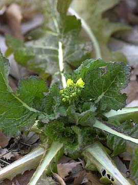 アトリエのナノハナ
