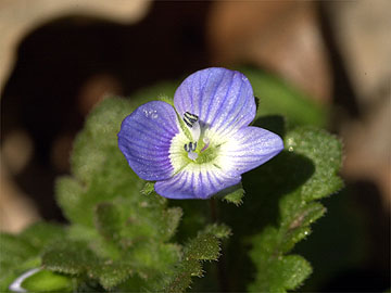 オオイヌノフグリ