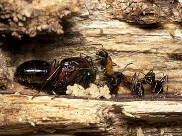 ムネアカオオアリの越冬