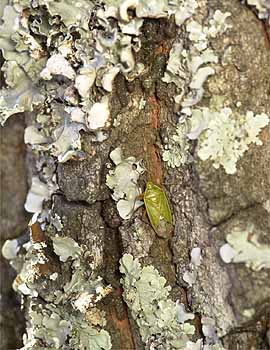 最後のクヌギカメムシ