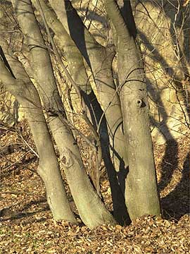 エノキの根本に越冬昆虫を探す