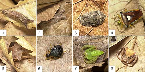 落ち葉の下で越冬する昆虫たち