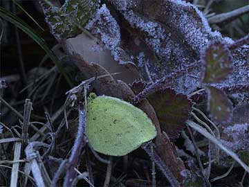 霜の朝のキチョウ