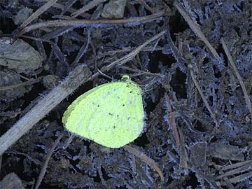 地上に落ちたキチョウ
