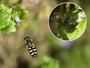 ナミホシヒラタアブ