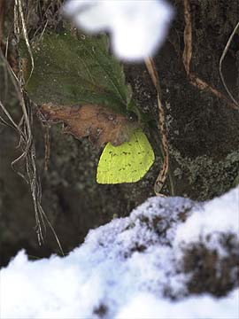 雪の中のキチョウ
