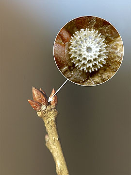 ミズイロオナガシジミの卵