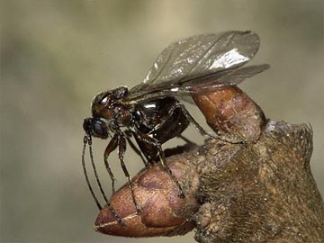 タマバチの一種