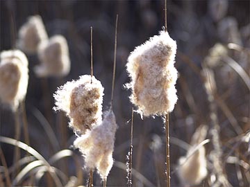 ガマの綿毛