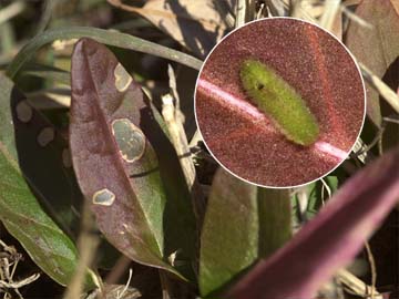 ベニシジミの幼虫