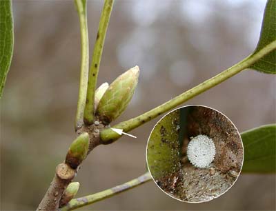 キリシマミドリシジミの卵