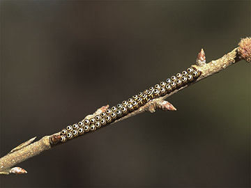 アオクチブトカメムシの卵