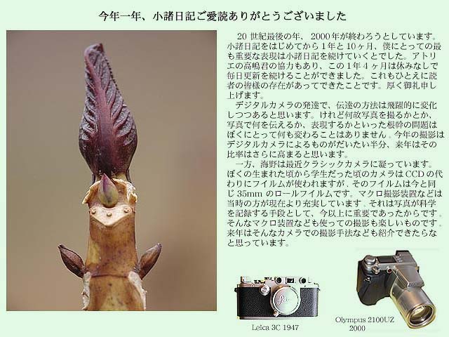 来年もよろしくお願いします（アジサイの葉痕）