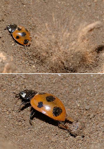 アリ地獄とナナホシテントウ