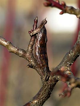 モズのはやにえ（カマキリのお腹）