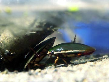 アトリエのゲンゴロウ