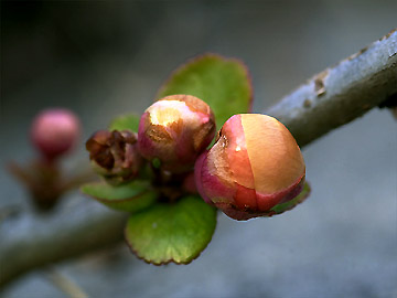 クサボケのつぼみ
