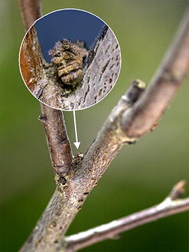 オオミスジの幼虫