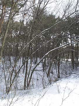 雪の重みで曲がった木