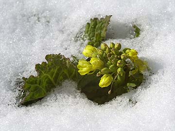 雪の中のナノハナ