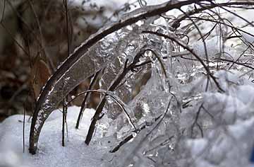 氷づけのユキヤナギ