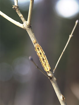 ヒグラシの産卵痕