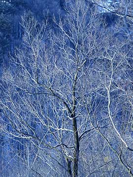 霜のついたコナラ