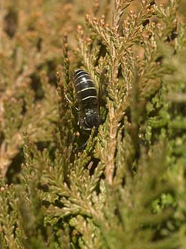クロスズメバチの死