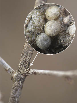 ミヤマカラスシジミの卵