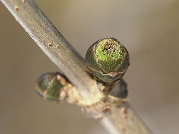 ニワトコの冬芽