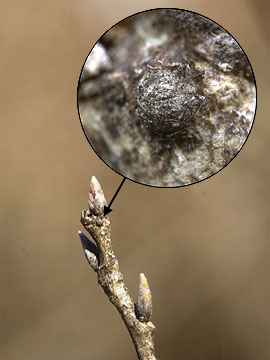 アカシジミの卵