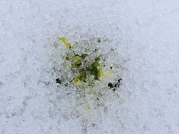 雪の中のナノハナ