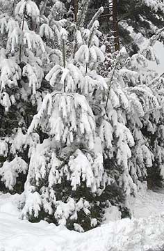 雪に曲がったアカマツ