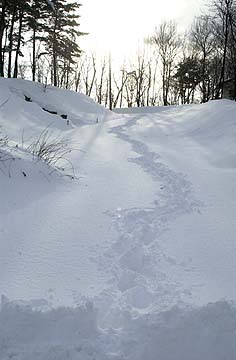 今年一番の積雪