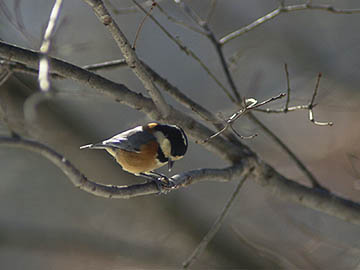 エサを食べるヤマガラ