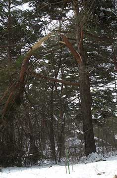 折れたアカマツ