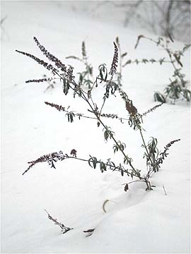 雪の中のブッドレア