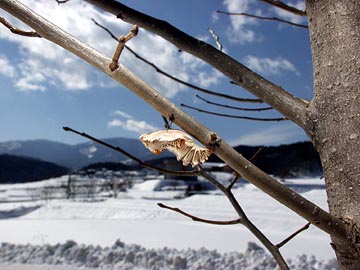 ジャコウアゲハの蛹