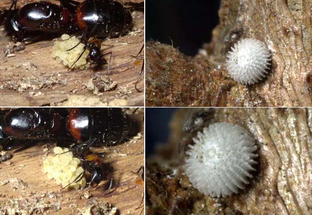 ベローズによる高倍率写真作例