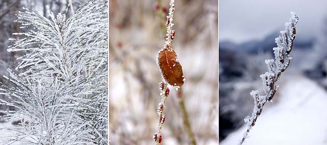 霧氷のついた植物